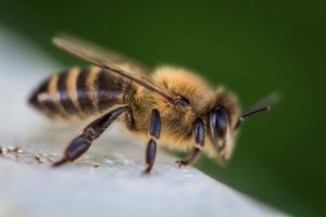 a Bee sting is a similar chemical effect to the pain from sciatica.