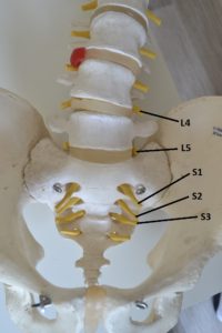 Labelled diagram with nerve roots and levels of the spine labeled to explain bulging disc recovery time