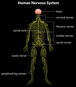 The nervous system with a herniated disc